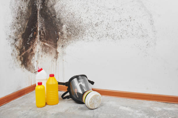 Best Mold Remediation Experts  in Gardnerville, NV