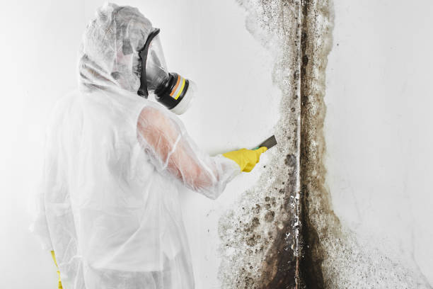 Best Professional Mold Removal  in Gardnerville, NV