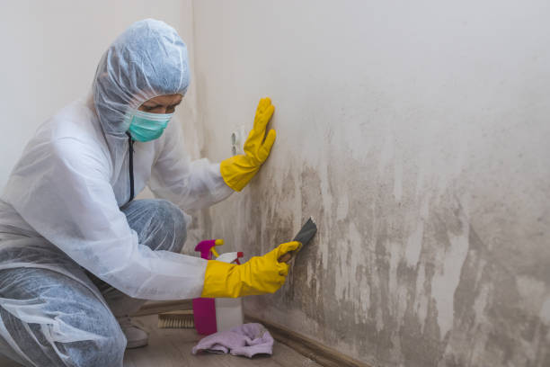 Best Mold Testing  in Gardnerville, NV