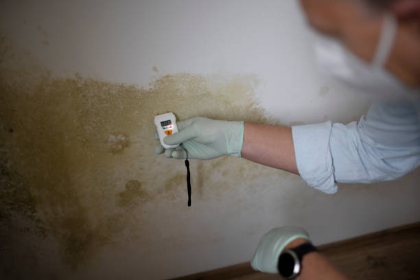 Best Emergency Mold Removal  in Gardnerville, NV