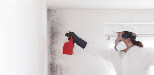 Best Office Mold Removal Services  in Gardnerville, NV
