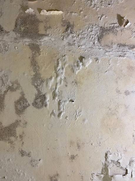 Best Mold Cleaning Services  in Gardnerville, NV