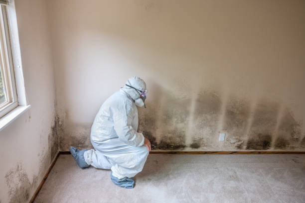 Best Residential Mold Removal  in Gardnerville, NV