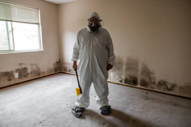 Best Attic Mold Removal  in Gardnerville, NV
